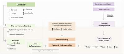 Probiotic Supplementation for Rheumatoid Arthritis: A Promising Adjuvant Therapy in the Gut Microbiome Era